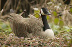 canada goose