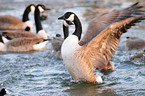 Canada goose