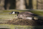 canada goose