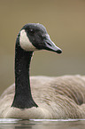 Canada goose