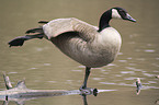 Canada goose