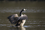 Canada goose