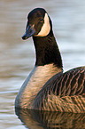 Canada goose