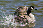 Canada goose