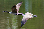 Canada geese