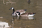 Canada geese