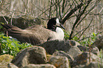 Canada goose