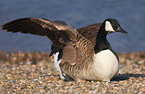 Canada goose