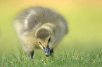 young Canada goose