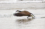 Canada goose