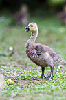 Canada goose