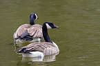 Canada geese