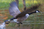 Canada goose