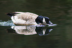 Canada goose