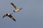 Canada geese