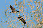 Canada geese