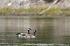 Canada geese