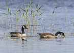 Canada geese