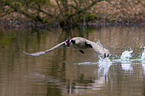 Canada goose