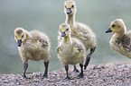 Canada geese