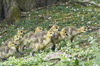 Canada geese
