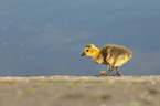 Canada goose