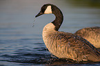 Canada goose