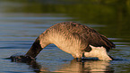 Canada goose