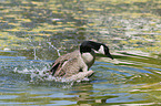 Canada goose