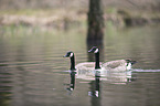 Canada geese