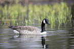 Canada goose
