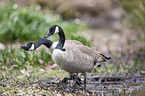 Canada geese