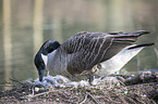 Canada goose