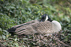 Canada goose