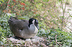 Canada goose