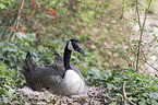 Canada goose