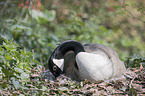 Canada goose