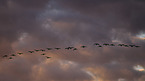 Canada geese