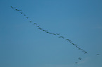 Canada geese