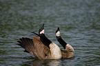 Canada, geese