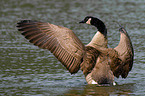 Canada, goose