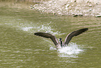 flying Canada Goose