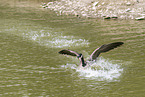 flying Canada Goose