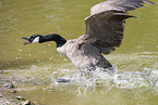 flying Canada Goose