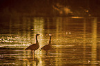 standing Canada Gooses