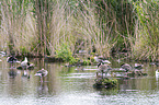 Swarm of Birds