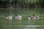 swimming Canada Gooses