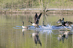Canada Gooses with Cormorant