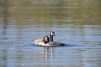 swimming Canada Gooses