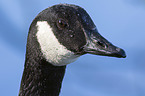 Canada Goose portrait
